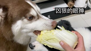 Vì một cây cải thảo, chó Border Collie và Husky lao vào đánh nhau kịch liệt, kéo dài tận hai giây!