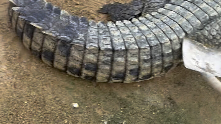 เป้าหมายคือผ่านบ่อจระเข้แล้วจัดการจระเข้ทุกตัวตามทางไปด้วย#อย่าทำตามเพราะอันตราย#จระเข้