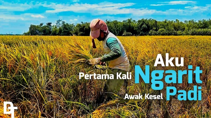 NGARIT PADI PERTAMA KALI - Awak Pegel Linu Gaes Hahaha