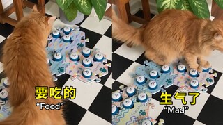 网友教猫咪用按钮说话，不料猫咪学得飞快，讨饭耍脾气样样在行