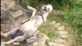 Compilation of animal funny videos