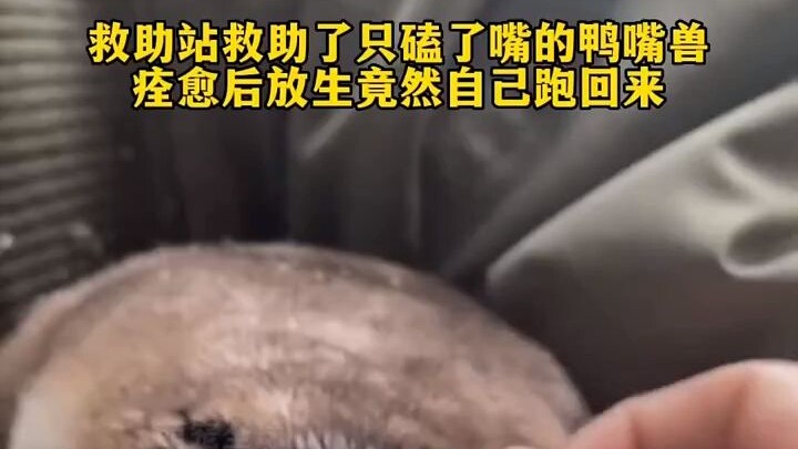 A rescue center took in a platypus that had bumped its beak. After it recovered, they released it, o