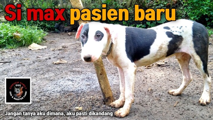 Ternak baru yang perlu perawatan