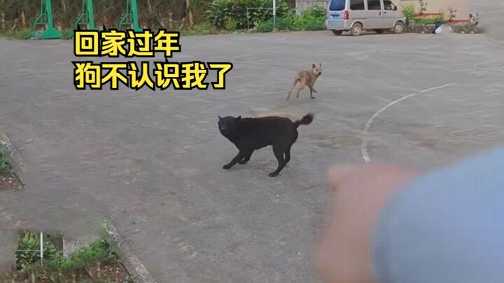 Black Cultist Dog: Suddenly I caught that familiar stench of poverty—it’s even stronger than last ye