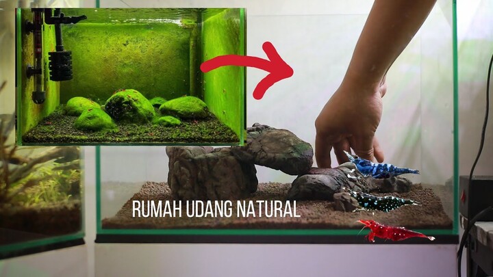 Shrimp Playground : NEW Shrimp Tank Setup for Neocaridina | EPISODE 1