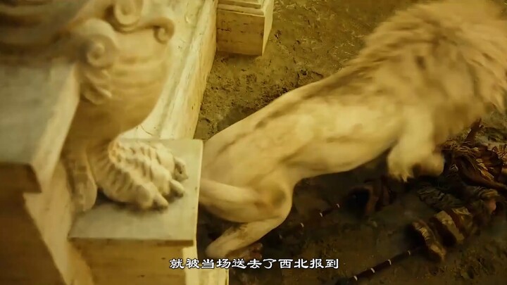 ถูกสิงโตโจมตีในซีรีส์อเมริกัน “The Last of Us”