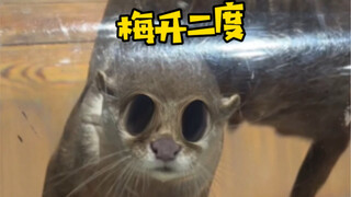 There's a little otter surprise for you at the end!