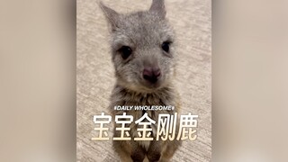 宝宝金刚鹿在看不到妈妈时会变得紧张