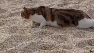 潜伏者血脉觉醒了