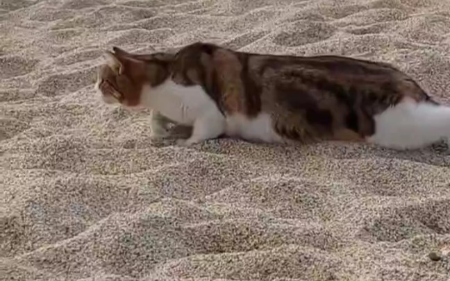 潜伏者血脉觉醒了