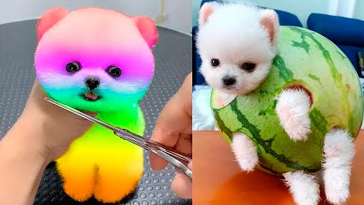 Funny Animal Videos 2022 ๐ - Best Dogs And Cats Videos ๐บ๐ #5 - Bilibili Funny Animal Videos 2022 ๐ - Best Dogs And Cats Videos ๐บ๐ #5 - Bilibili