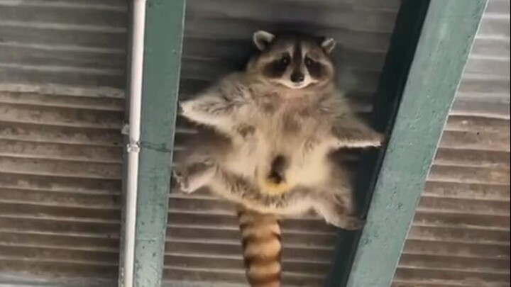 Raccoons have such a strong thieving vibe, hahaha!