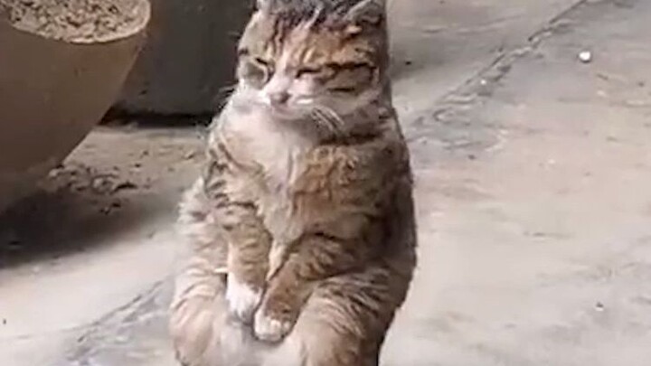 Mèo mướp – giống mèo bị bỏ rơi nhiều nhất!