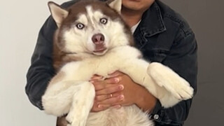 狗子们两个月的减肥成果，看看瘦了还是胖了？