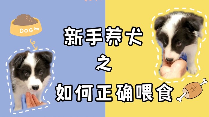 【Pemeliharaan Anjing untuk Pemula】— Cara Memberi Makan Anjing dengan Benar | Anak Anjing | Anjing De