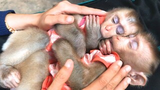 In hommock on mommy lap, Mino and Coconut sleep well