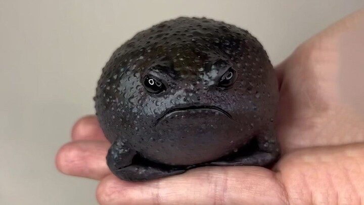 This little frog has been lifting my spirits for three days and three nights!