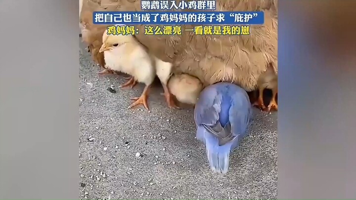 นกแก้วบังเอิญหลงเข้าไปในฝูงลูกไก่ จนคิดว่าตัวเองก็เป็นลูกของแม่ไก่ แล้วขอ “ความคุ้มครอง”