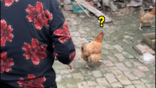 那只鸡做错了什么？