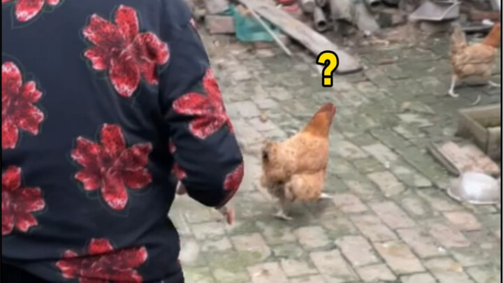 那只鸡做错了什么？