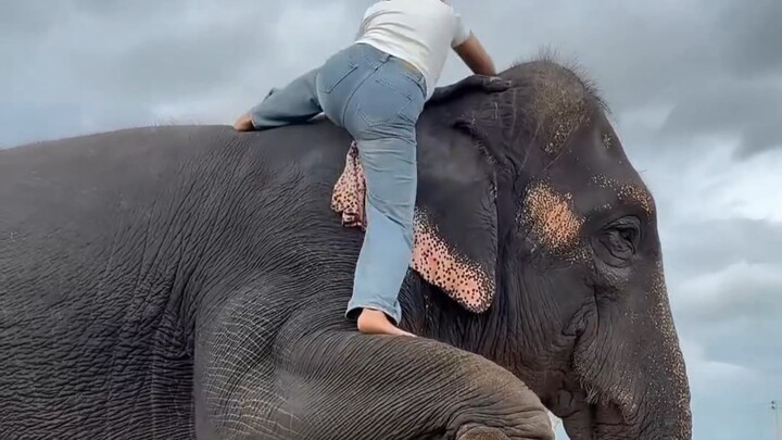 How Smart Are Elephants?