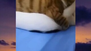Kocheng ini terciduk🗿