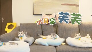 Kittens and cartoon theme songs! Who knew they'd fit together so perfectly?