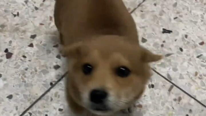 Quá đáng yêu, chú cún bám đuôi