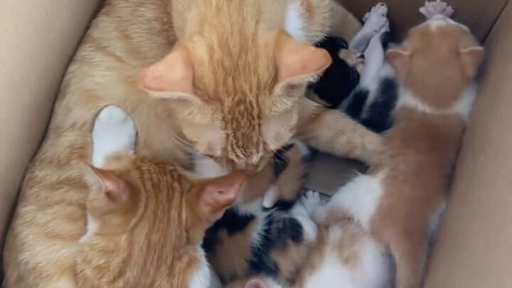 เรียนรู้วิธีทำน้ำซุปสำหรับลูกและภรรยา ช่างสุขใจยิ่งนัก!