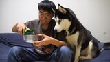 [Động vật] Husky lần đầu uống nước có ga, cứ như thể không có mùi vị