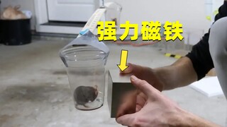把强力钕磁铁靠近老鼠，下一秒，不可思议的一幕发生了！