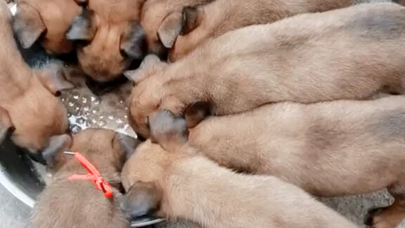 Tim anjing polisi kembali kedatangan anggota baru; anjing yang kami titipkan, “Zhuifeng”, melahirkan