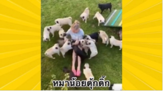 สัตว์เลี้ยงเพื่อนขนปุย : หมาน้อยดุ้กดิ้ก