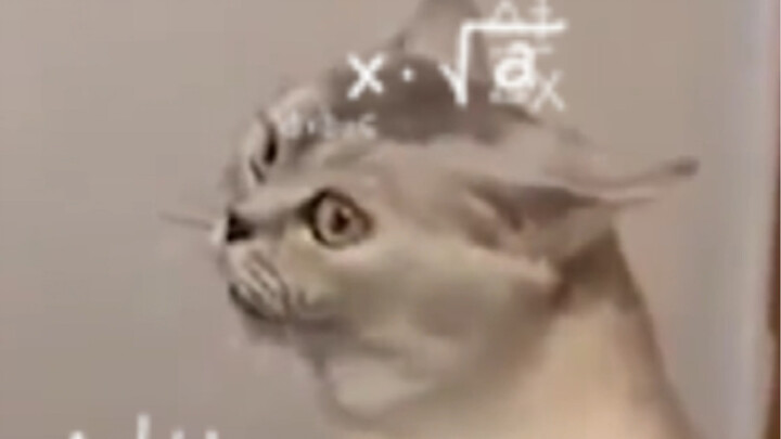 Sis, you're really disheartening; I suggest Mom should only keep one cat—me!