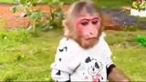 KiKi Monkey obediently helps his father harvest Fruits and take care of Baby | KUDO ANIMAL KIKI