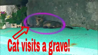 Cat visits a grave in the cemetery|
