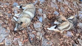 قَضَمَ الكلب الحبل وهرب، ثم تَاهَ في الجبال وأصبح مُستسلِمًا منتظِرًا عودة صاحبه ليأخذه إلى المنزل.