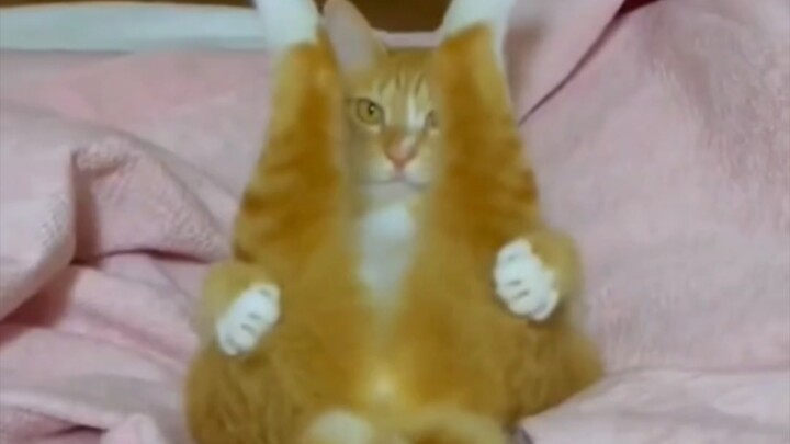 Kucing Kecil yang Hangat