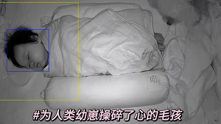 Dog Puts a Blanket Over Human Baby