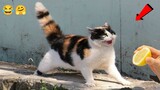 OMG â�¤ï¸� Funny Cat Videos ðŸ˜¹ - Cat Videos That Will Brighten Up Your Day 2021!ðŸ˜¹ Part 1