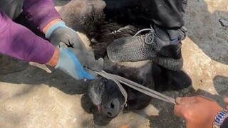 لأن الطعام كان جيدًا جدًا، خلع فك أخي، وقام والدي بمعالجته بقدميه