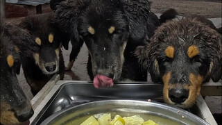 【Immersive Feeding of Mongolian Mastiffs】Five-course meal on weekends—dogs refuse to eat indoors eve