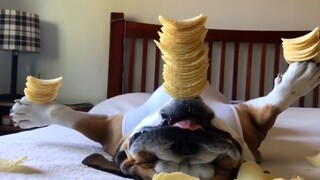 《有狗，我不说是谁》