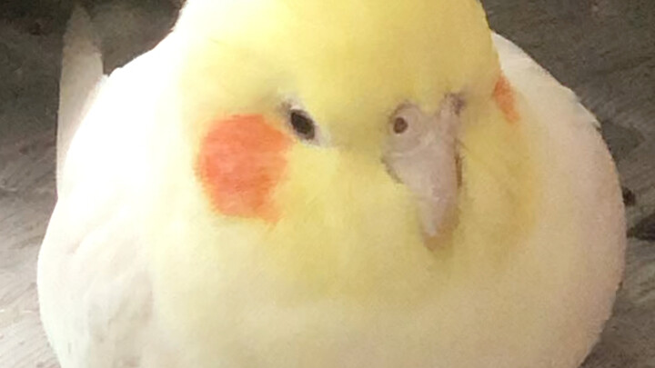 Bulan Ba lagi burung