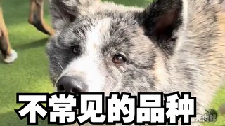 Rare breeds at the dog daycare! The choir is singing!