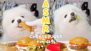 Thú cưng dễ thương | Pomeranian ăn combo đồ ăn của McDonald