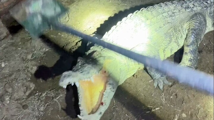 Every egg-collecting season, a stubborn crocodile shows up. But to make a living, we can’t afford to