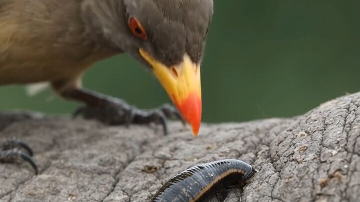 Bird removing leech_from rhinoceros