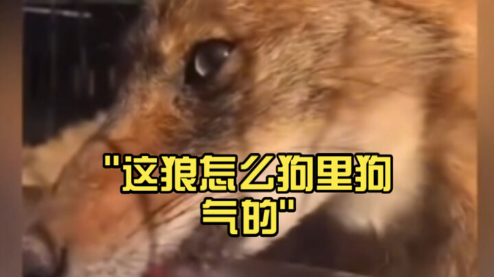 Why does this wolf act so dog-like?