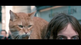 I'm a homeless but it's not a stray cat
